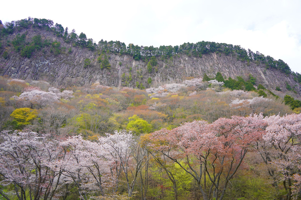 屏風の前の山桜