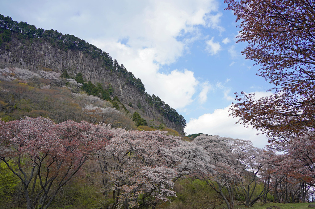 屏風の前の山桜