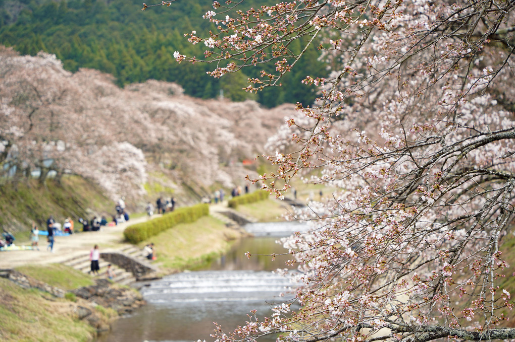 鯎川の桜
