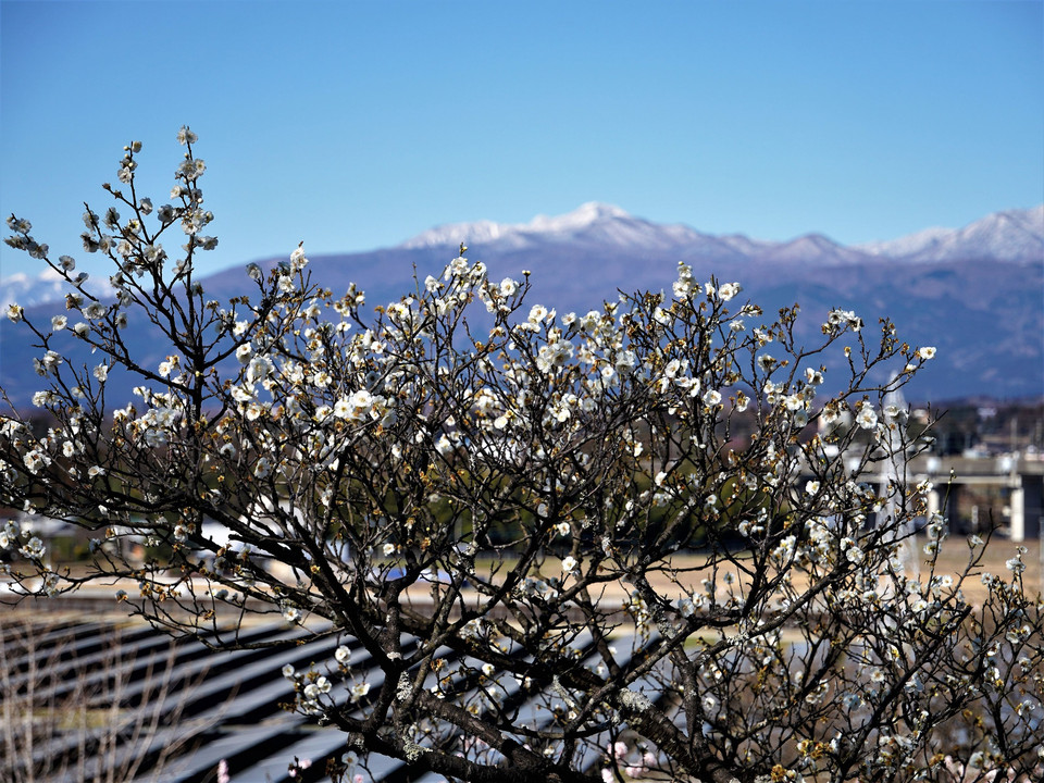 梅の花と雪を被った山並み