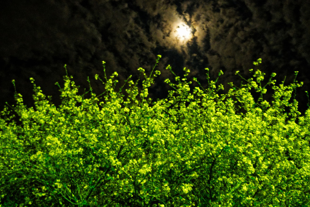 夜の菜の花畑