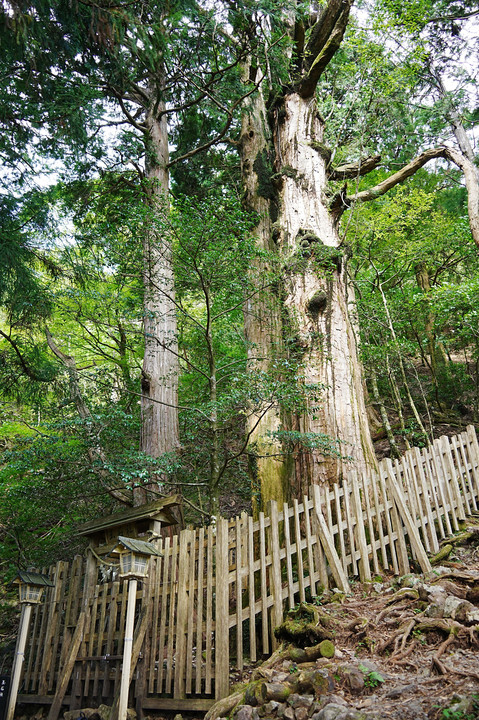 熊野三山奥宮　玉置神社の巨木