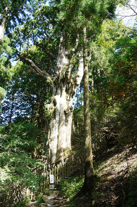 熊野三山奥宮　玉置神社の巨木