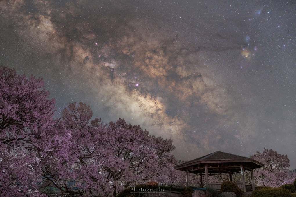 銀河と夜桜