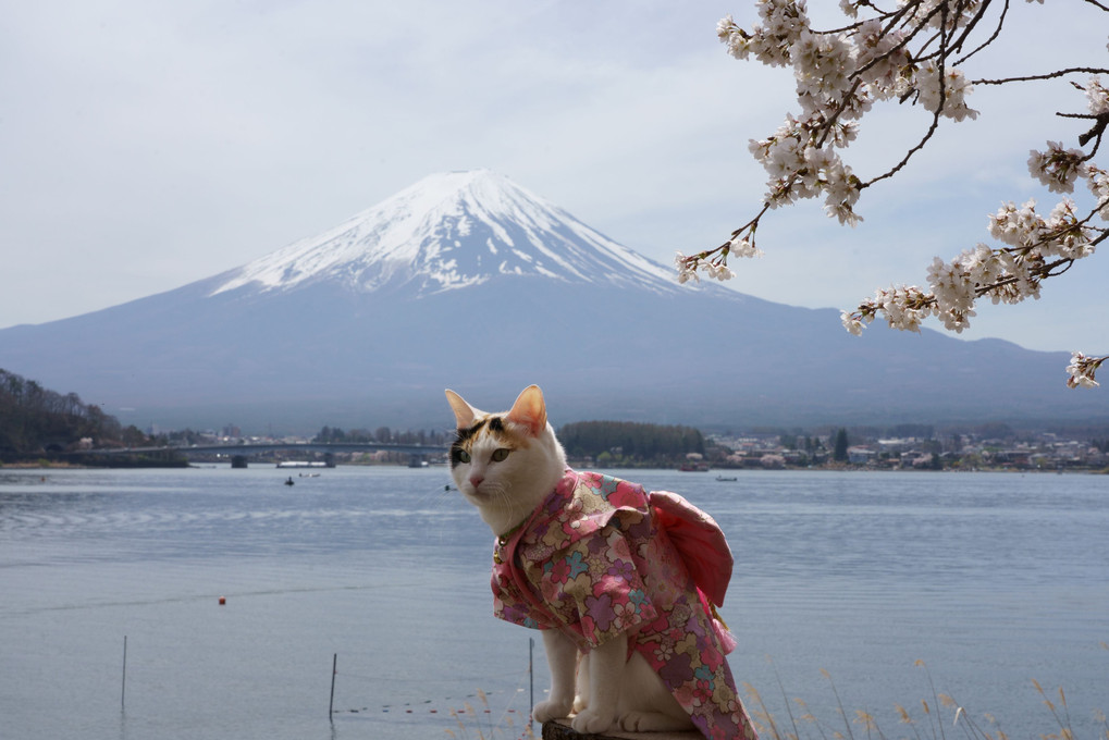 猫と富士山