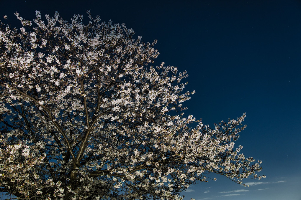 街中の夜桜