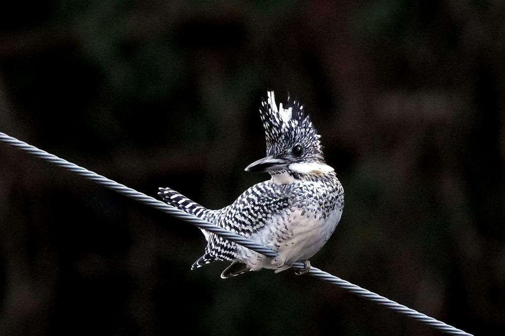 Crested Kingfisher 😉