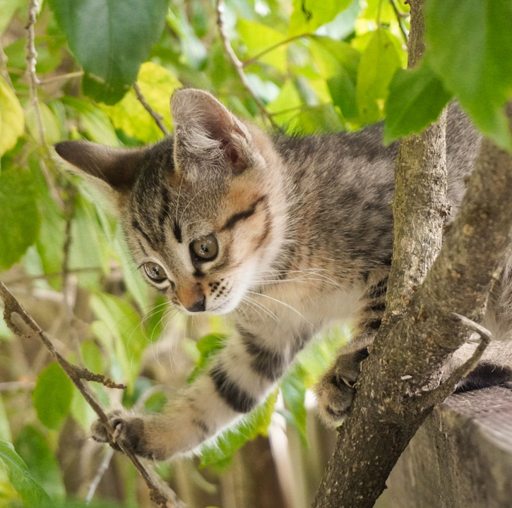 木陰で遊ぶ仔猫