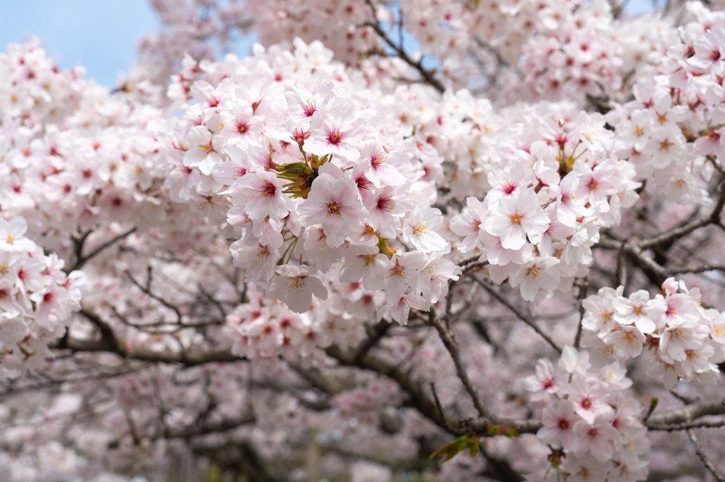 厚盛りの桜たち