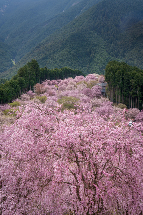 1000本の枝垂桜