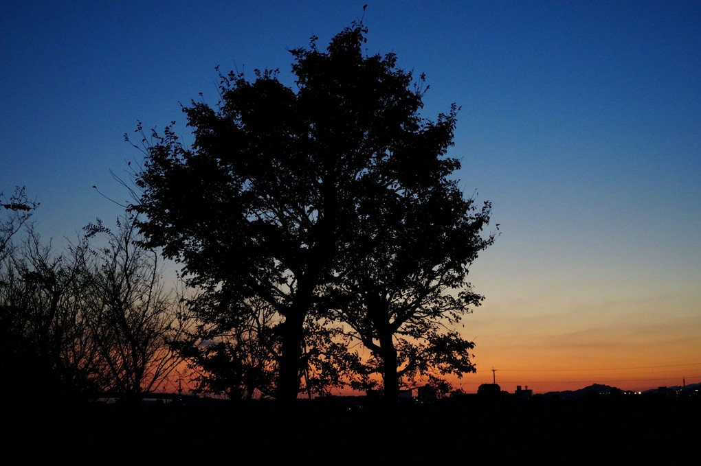 日暮れの木