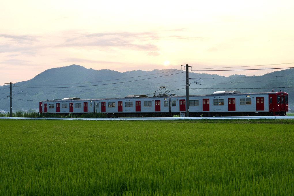 緑の稲と電車と夕陽