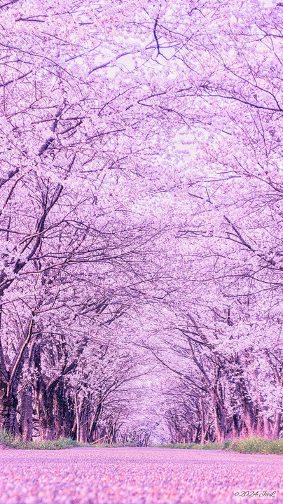春にのみ現れる桜トンネル🌸