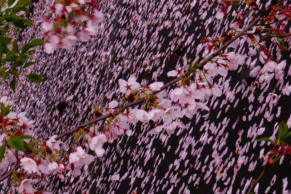 散った桜も美しいその１