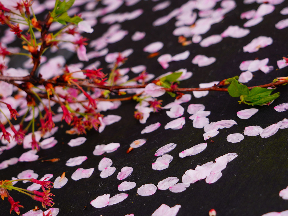 散った桜も美しいその１