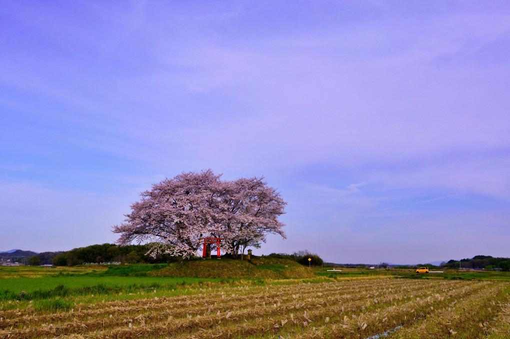 田んぼのど真ん中に咲く孤独な桜森