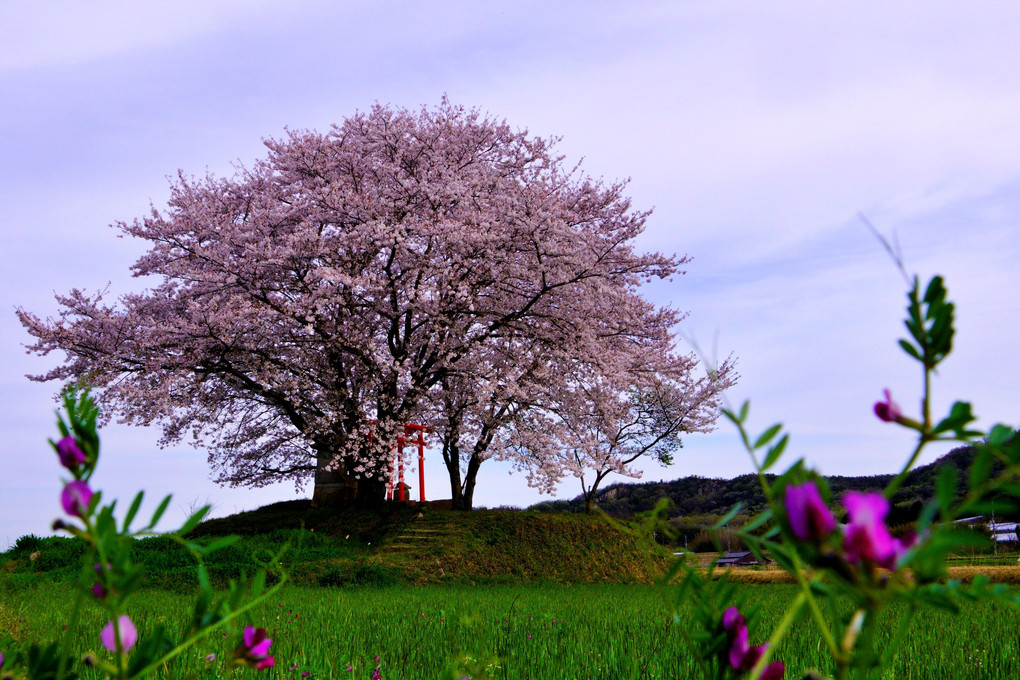 田んぼのど真ん中に咲く孤独な桜森