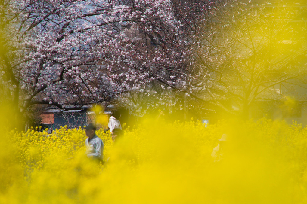 藤原宮跡地に咲く桜と菜の花