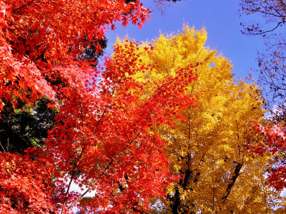 秋と言えばモミジ、モミジと言えば京都
