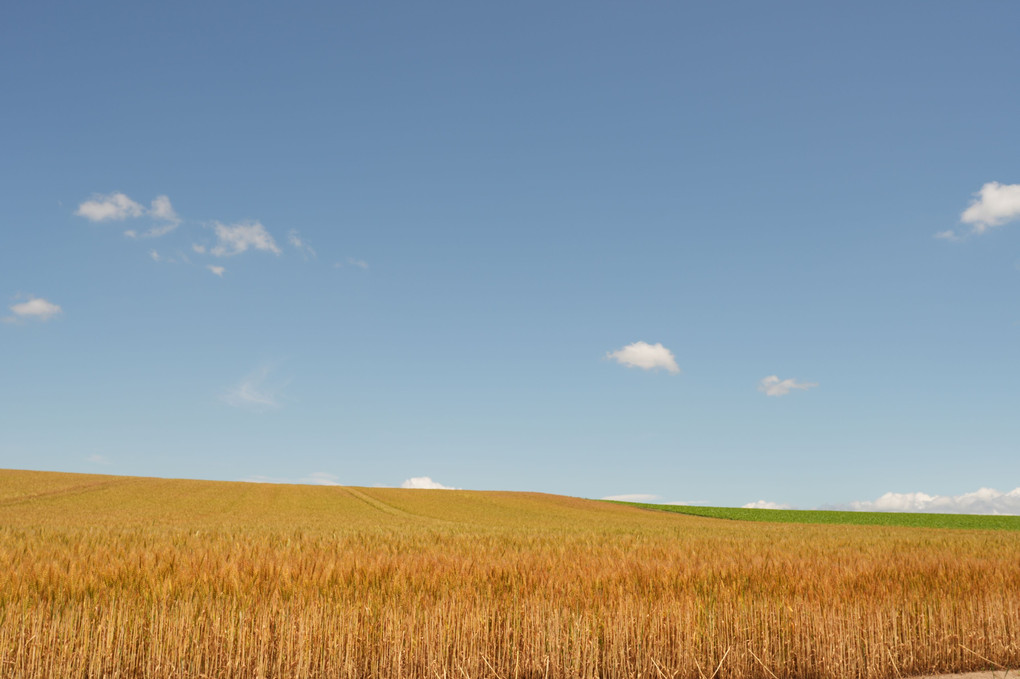 収穫間近の麦畑　上富良野
