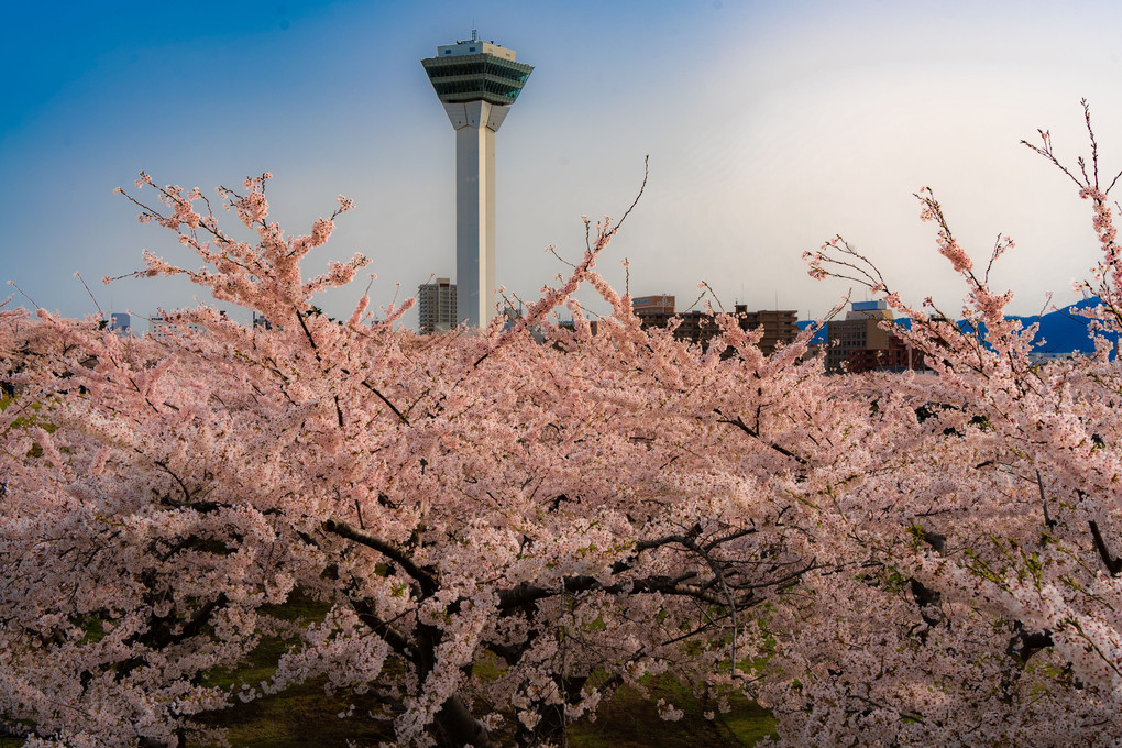 (2024-04-26)桜満開の五稜郭