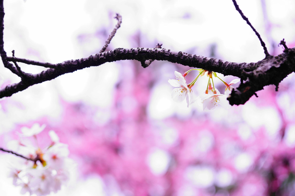 桜花賞の季節