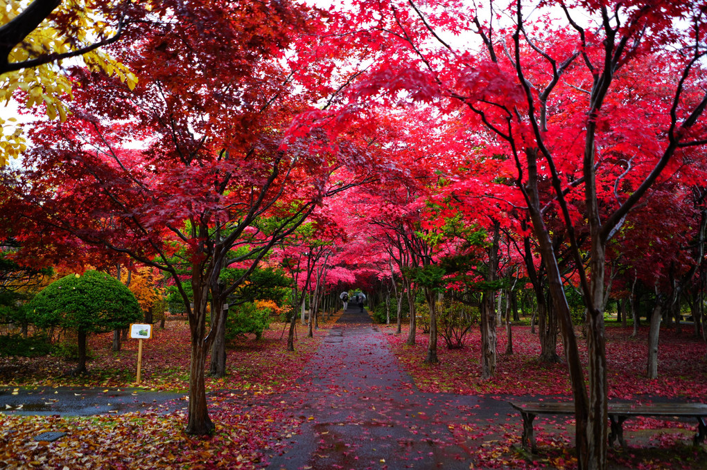 札幌樹芸センター紅葉並木