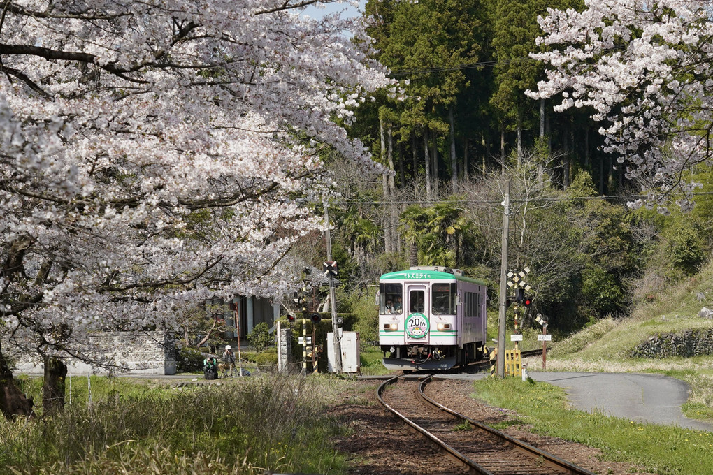 桜咲くローカル鉄道