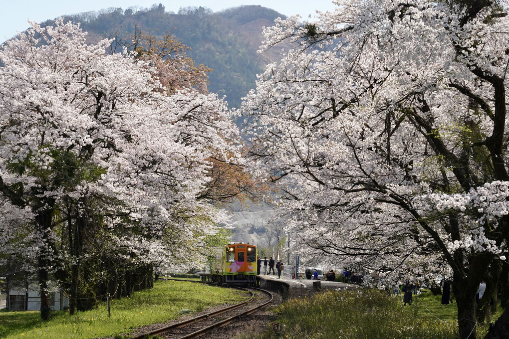 桜満開ローカル鉄道