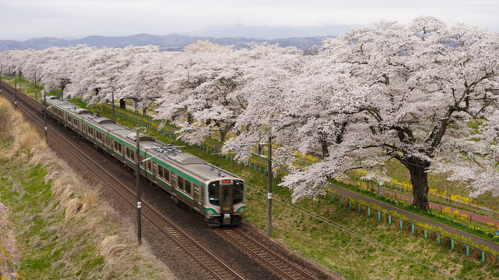 曇りの日の桜と電車
