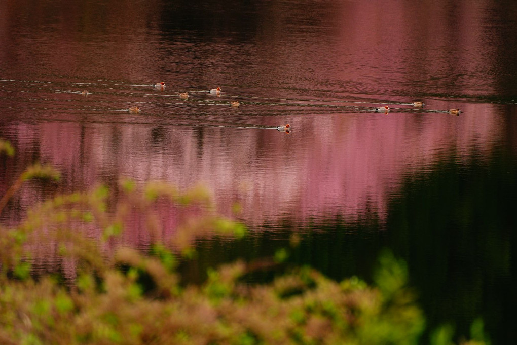 桜色に染まる　2024 長野県　中綱湖　(弍) 