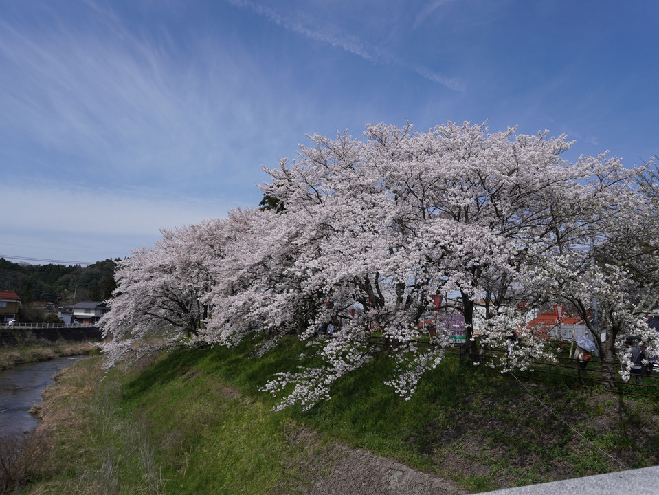 斐伊川堤防の桜