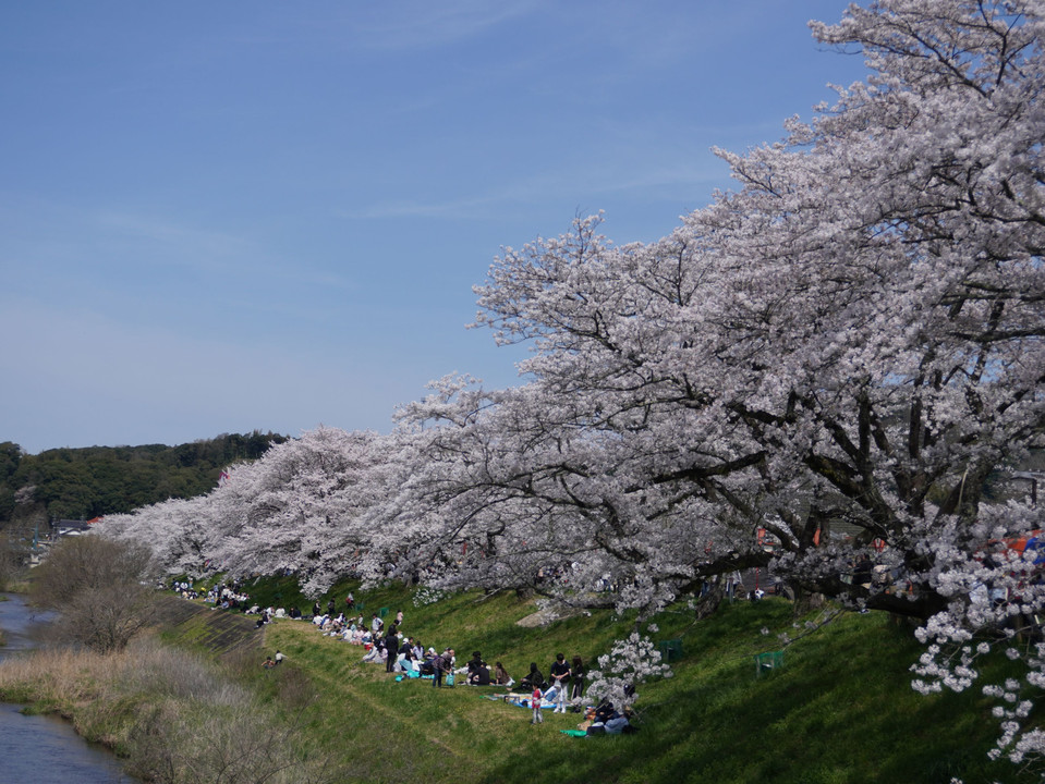 斐伊川堤防の桜