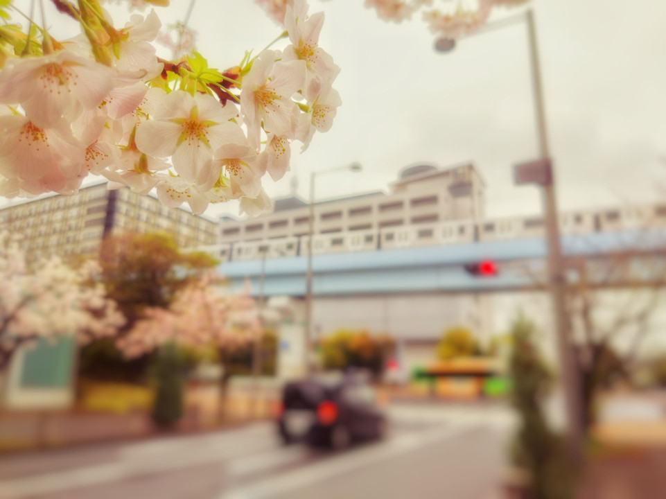 春の夢,桜の恋