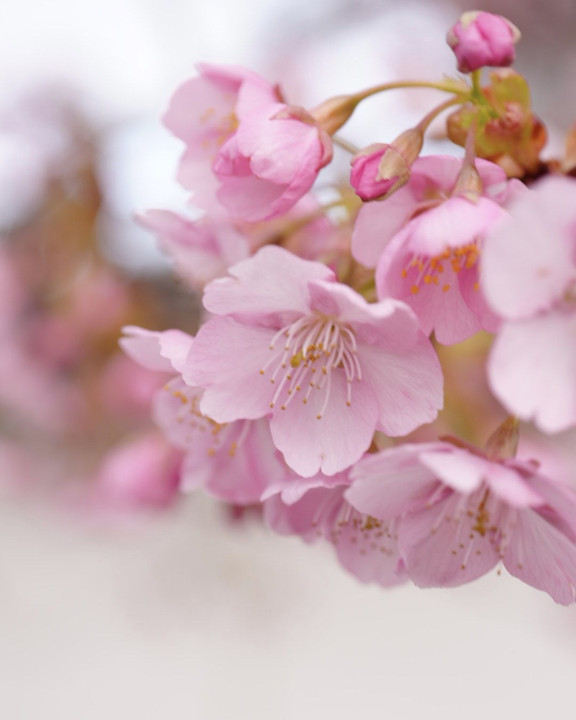 地元で河津桜が咲きだしました🌸