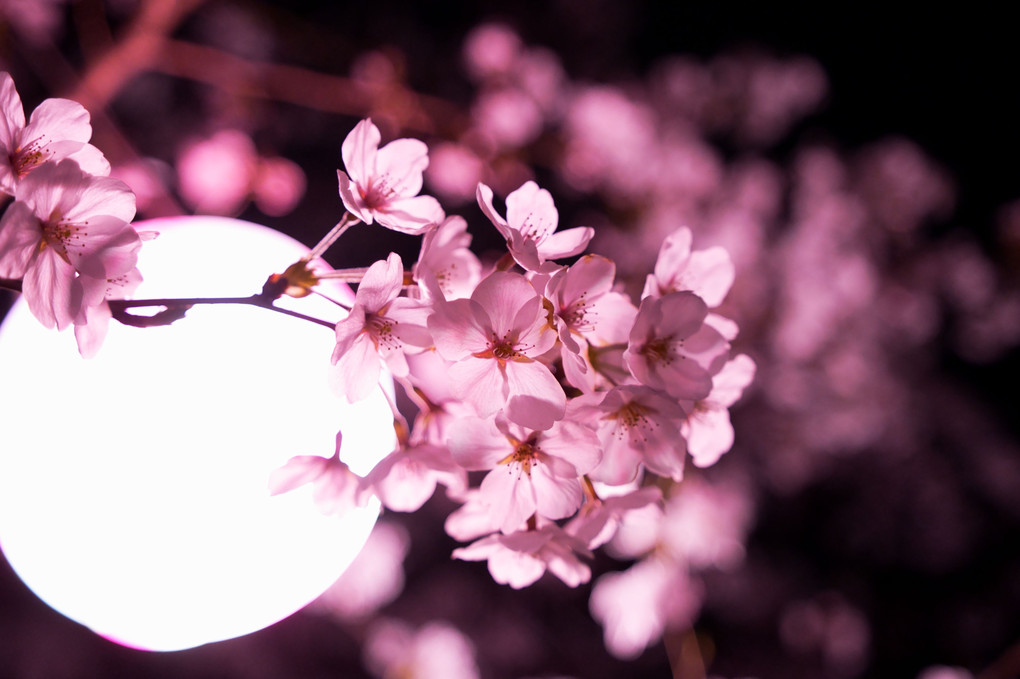 提灯からの漏れ桜