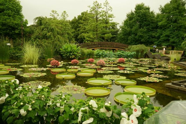 水性植物公園みずの森(花影の池)