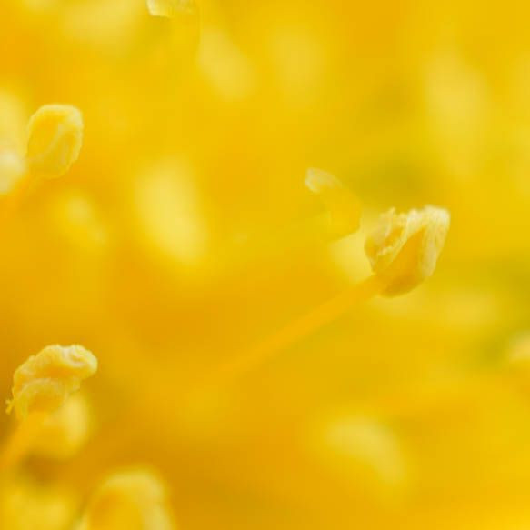 Les fleurs jaunes