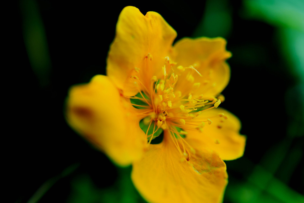 Les fleurs jaunes