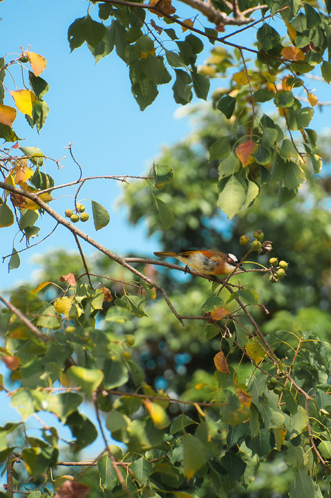 枝で休憩中の野鳥