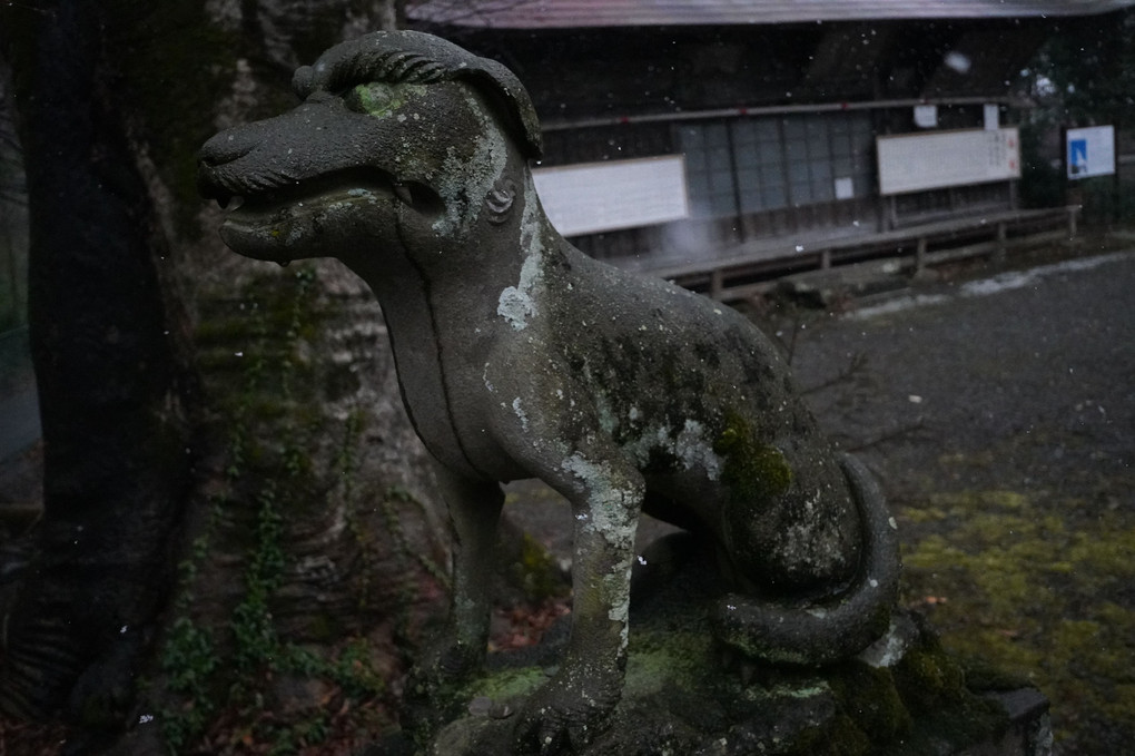 小雪舞う椋神社の狛犬（日本狼）