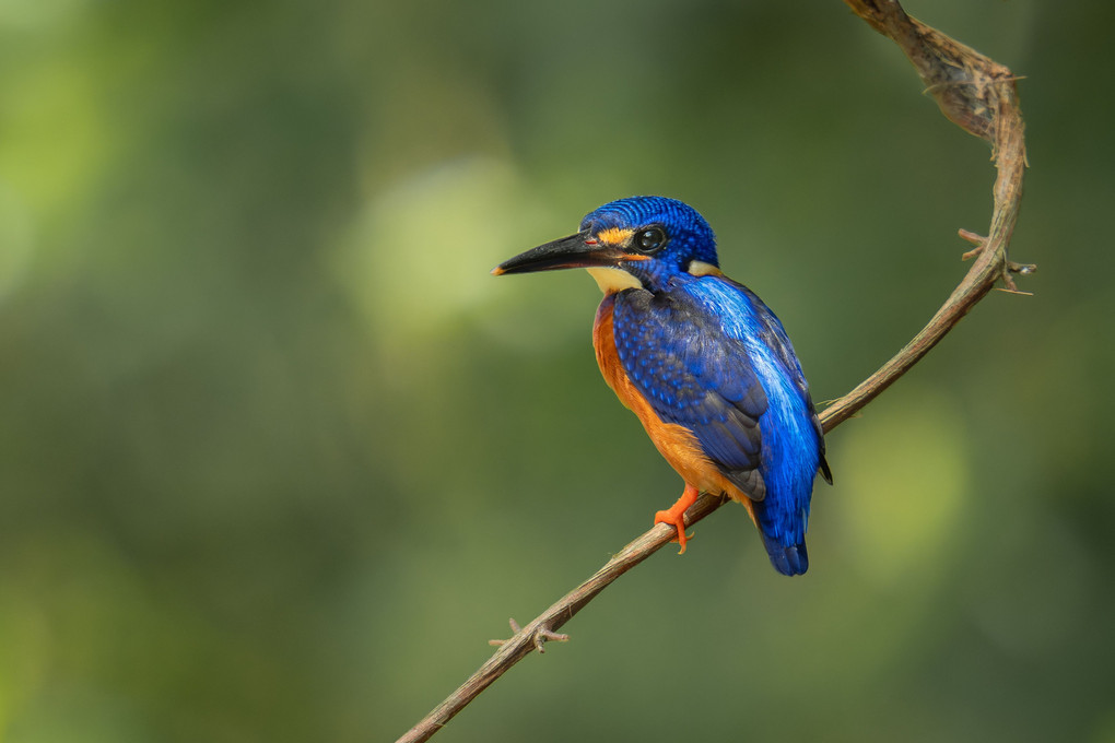 Blue-eared Kingfisher / ルリカワセミ