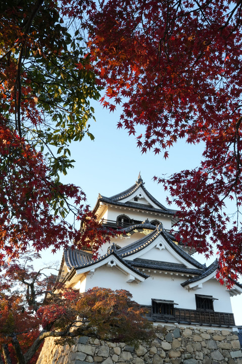 彦根城の秋