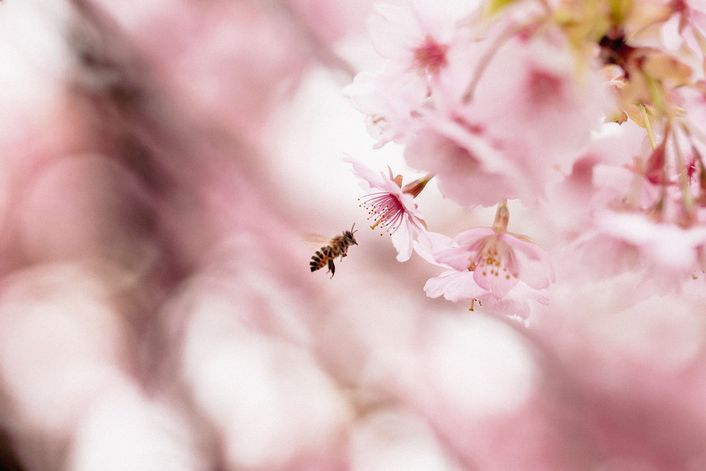 桜の蜜を確認するミツバチ