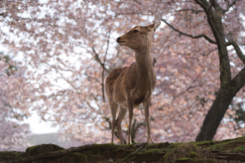 奈良九重桜と鹿