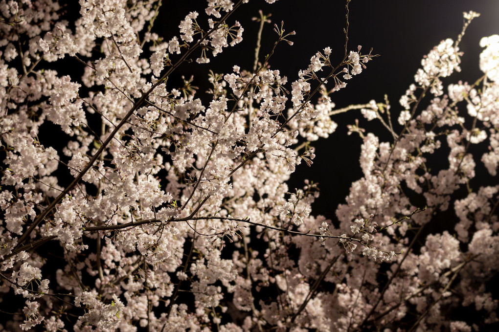 夜徒桜