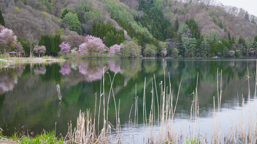桜の風景　中綱湖