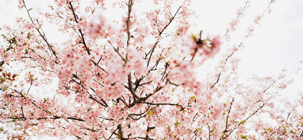 溢れる桜