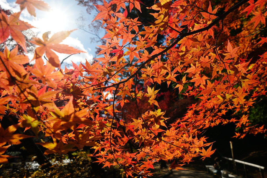 秋の京都一人旅