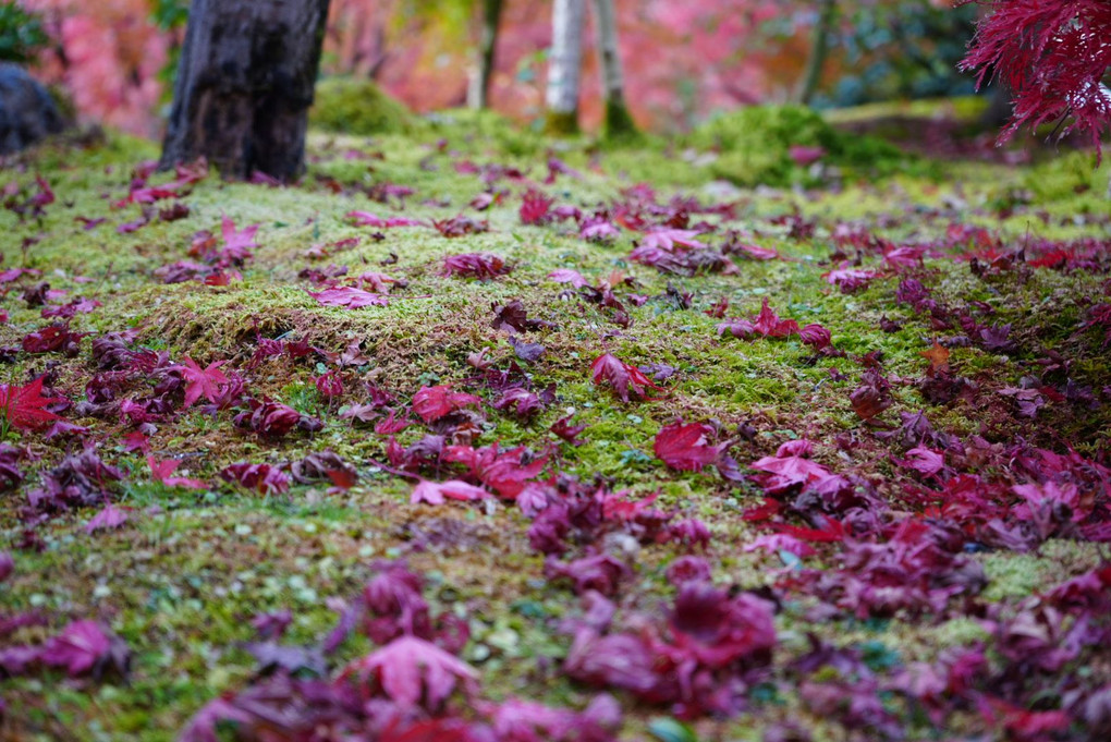 秋の京都一人旅